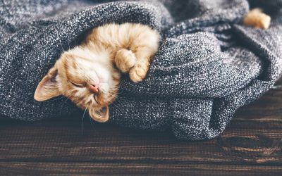 Cómo cuidar a tu gato en invierno