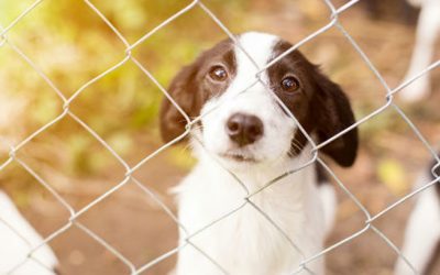5 consideraciones a la hora de adoptar un perro (2)