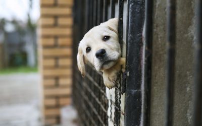 5 consideraciones a la hora de adoptar un perro (1)