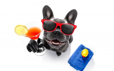 Las 10 razas de perros más populares