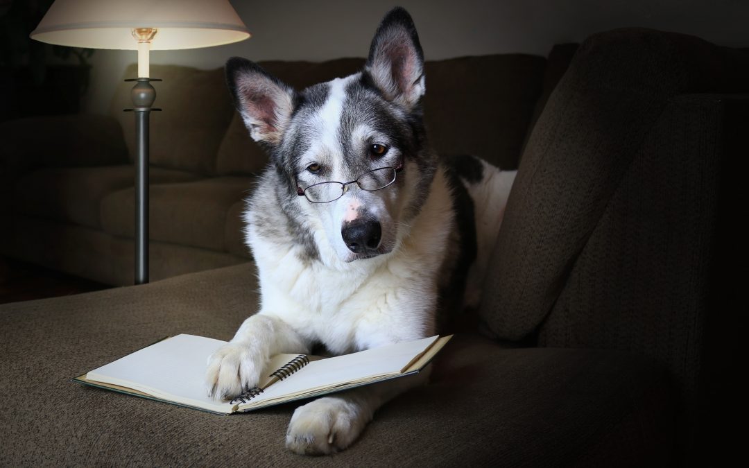 Ranking de las 10 razas de perros más inteligentes