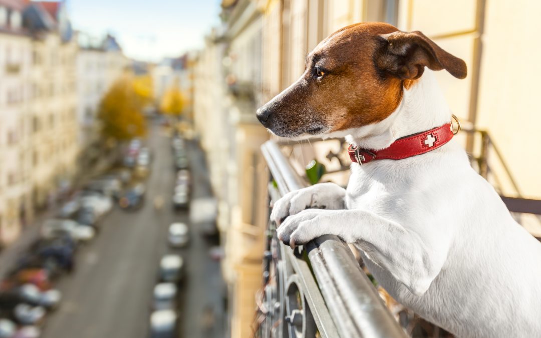 La inteligencia canina: ¿cómo piensa tu perro?