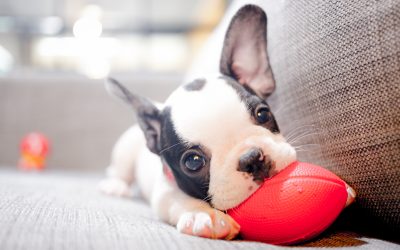 ¿Cómo debe de socializarse un cachorro?