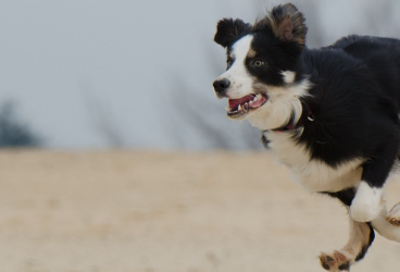 Beneficios de hacer ejercicio con tu perro