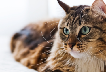 Ingredientes imprescindibles en la comida para gatos