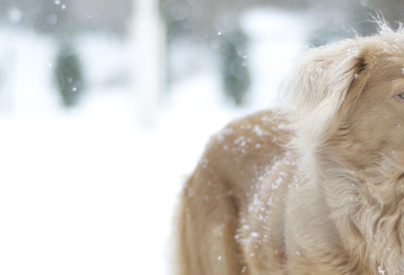 Cómo cuidar a tu perro en invierno