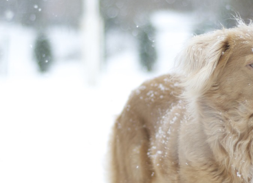 Cómo cuidar a tu perro en invierno