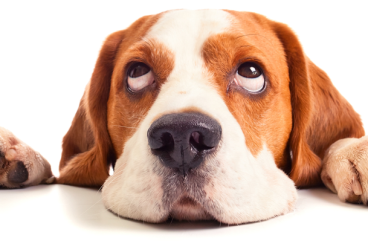 Ingredientes imprescindibles en el pienso para perros