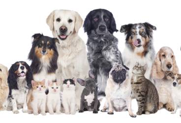 Bienvenido a Rex Pet Food