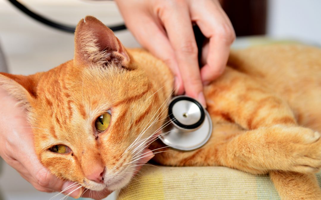 ¿Qué es la Leucemia felina?: síntomas y prevención