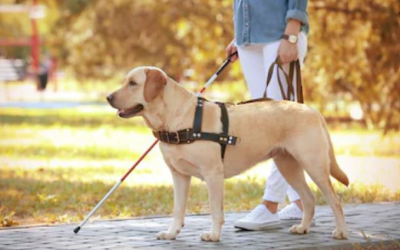 ¿Cómo es un perro guía?
