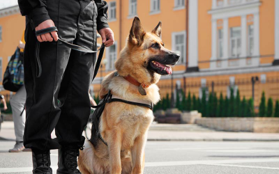 Caractéristicas y funciones de los perros policía