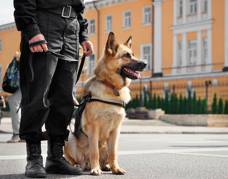 Caractéristicas y funciones de los perros policía