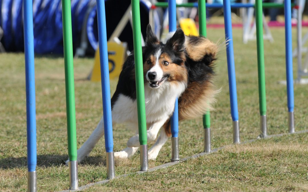 ¿Cómo entrenar a un perro para concurso de agility?