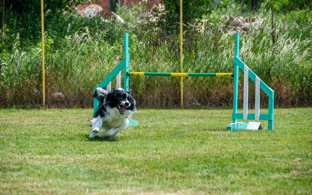 Agility: un deporte perfecto para divertirse con tu perro