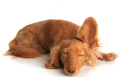 ¿Pueden los perros prever los terremotos?