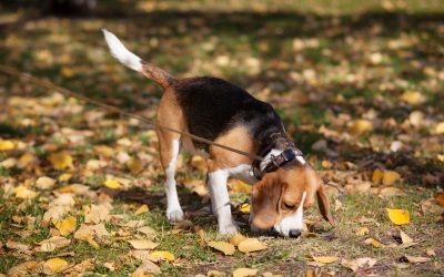 ¿Cómo son los perros truferos?