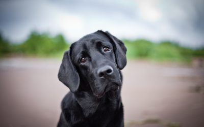 Cómo paliar la ansiedad en perros