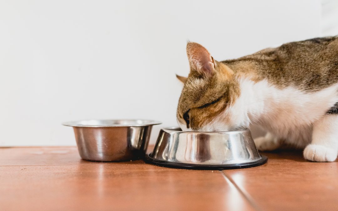 Cómo alimentar a gato | REX