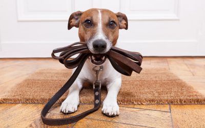 Pautas para la educación de un perro
