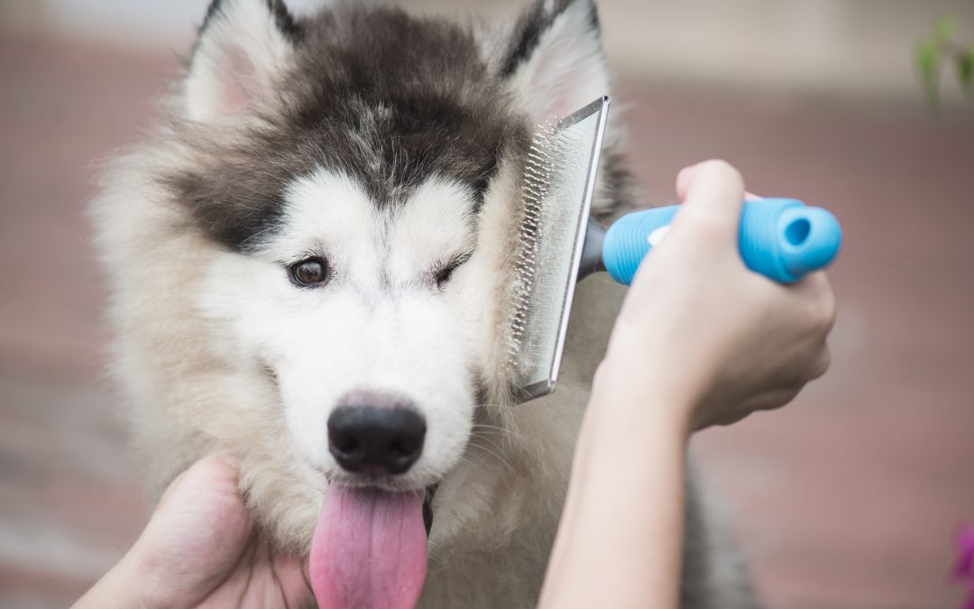 Cómo cuidar el pelo de tu perro