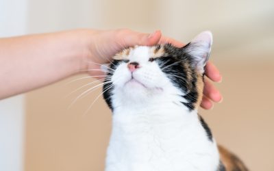 Formas para recompensar a nuestro gato