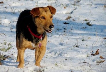 Cuidados del perro en invierno