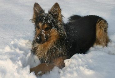 La alimentación del perro en invierno