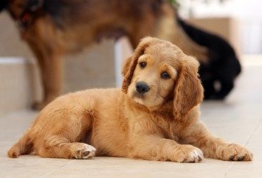 Faringitis canina: qué es, causas, síntomas y prevención