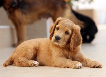 Faringitis canina: qué es, causas, síntomas y prevención