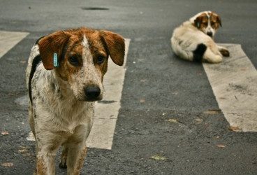Cómo cuidar los problemas psicológicos de un perro
