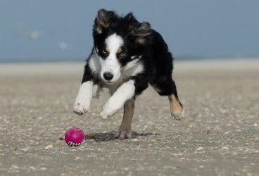 Cuánto ejercicio tiene que hacer mi perro