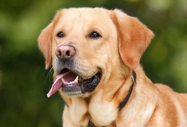 Artrosis canina: Qué es, síntomas y prevención