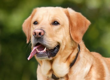 Artrosis canina: Qué es, síntomas y prevención