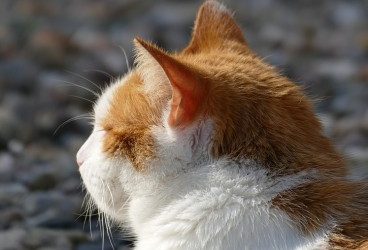 El celo en gatas: qué es y cómo afrontarlo