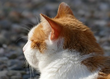 El celo en gatas: qué es y cómo afrontarlo