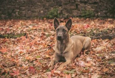 Las enfermedades de perros en otoño
