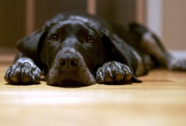 Enseña a tu perro a tumbarse y quedarse quieto