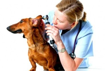 Otitis: ¿Qué es? Causas, síntomas y prevención