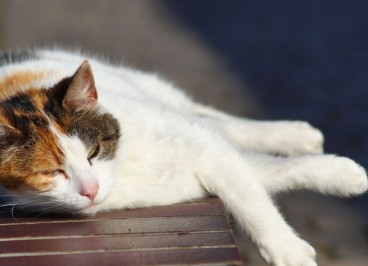 Golpe de calor en gatos: Síntomas y prevención