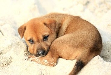Cómo educar a un perro desde cachorro