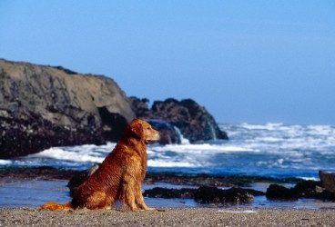 Enfermedades más comunes del perro en verano
