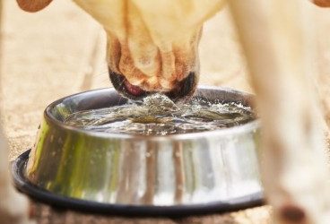 Recomendaciones para la alimentación del perro en verano