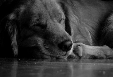 ¿Por qué mi perro no duerme?