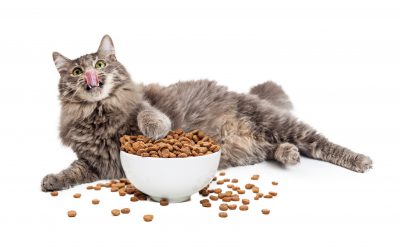 La alimentación del gato, según la edad