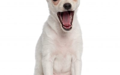 Razas de perros pequeños que no crecen