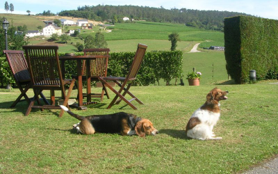¡Escápate a una casa rural con tu perro!
