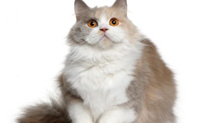Obesidad felina, ¿cómo prevenir el sobrepeso de nuestro gato?