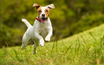 ¿Qué suplementos puedo aportar a mi perro?