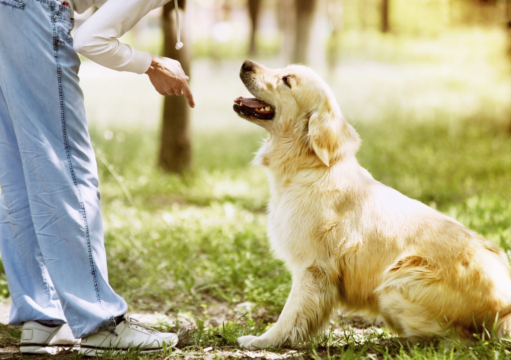 Cuáles son los tipos de adiestramiento canino